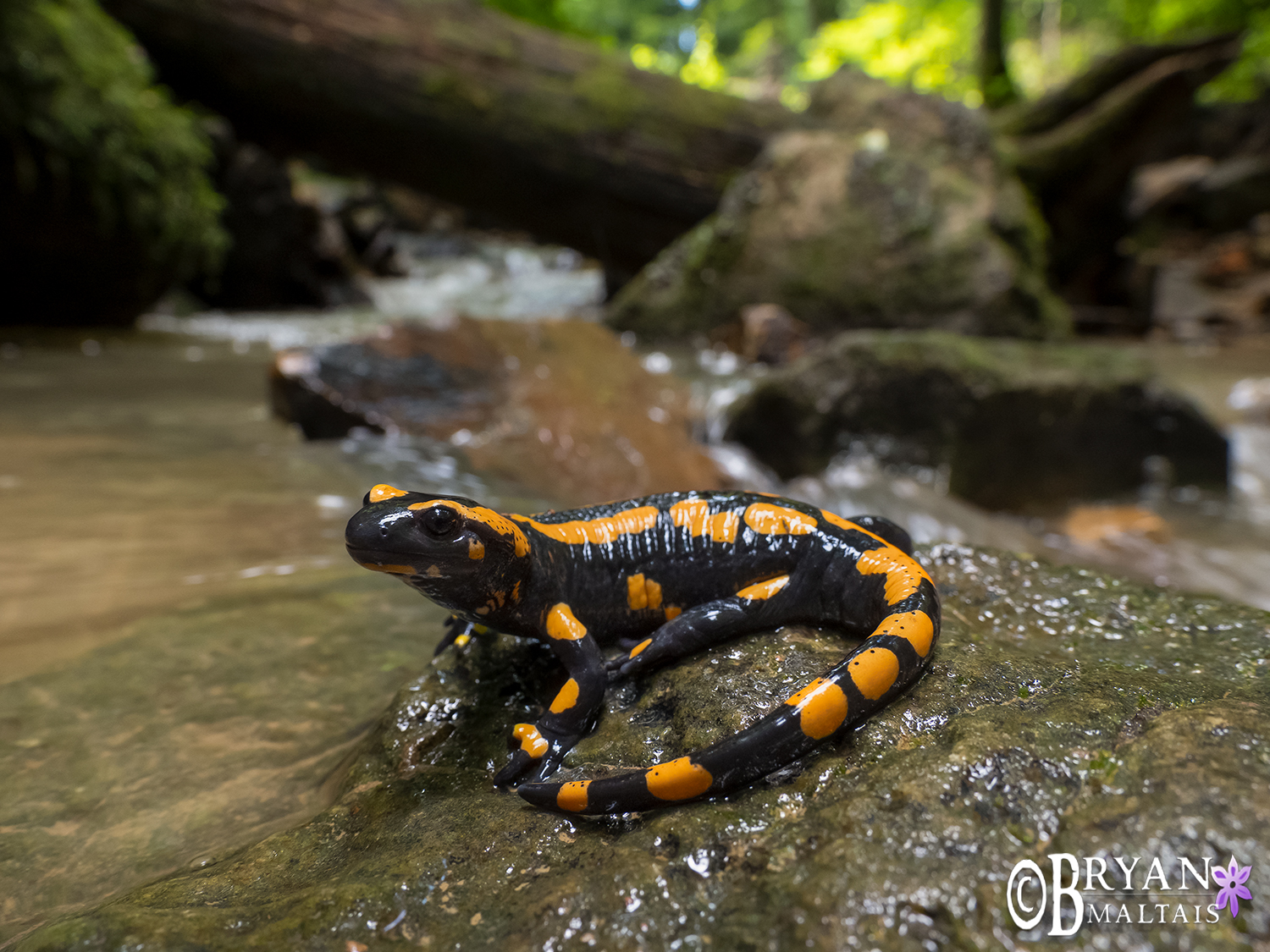 fire-salamander-wolfschlugen