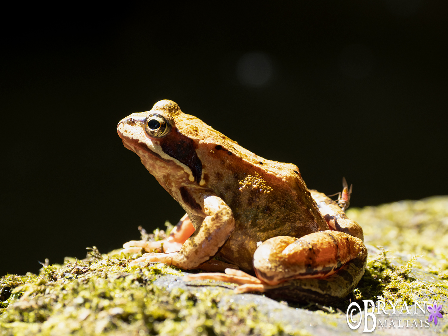 grassfrosch-wolfschlugen-3