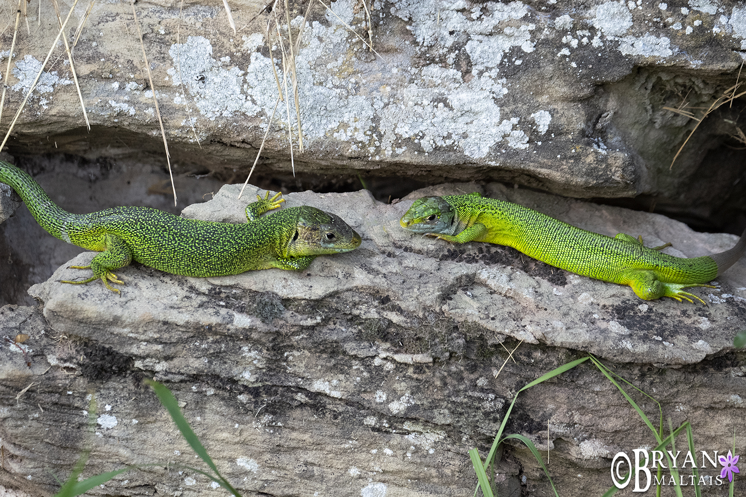 green-lizards-pair