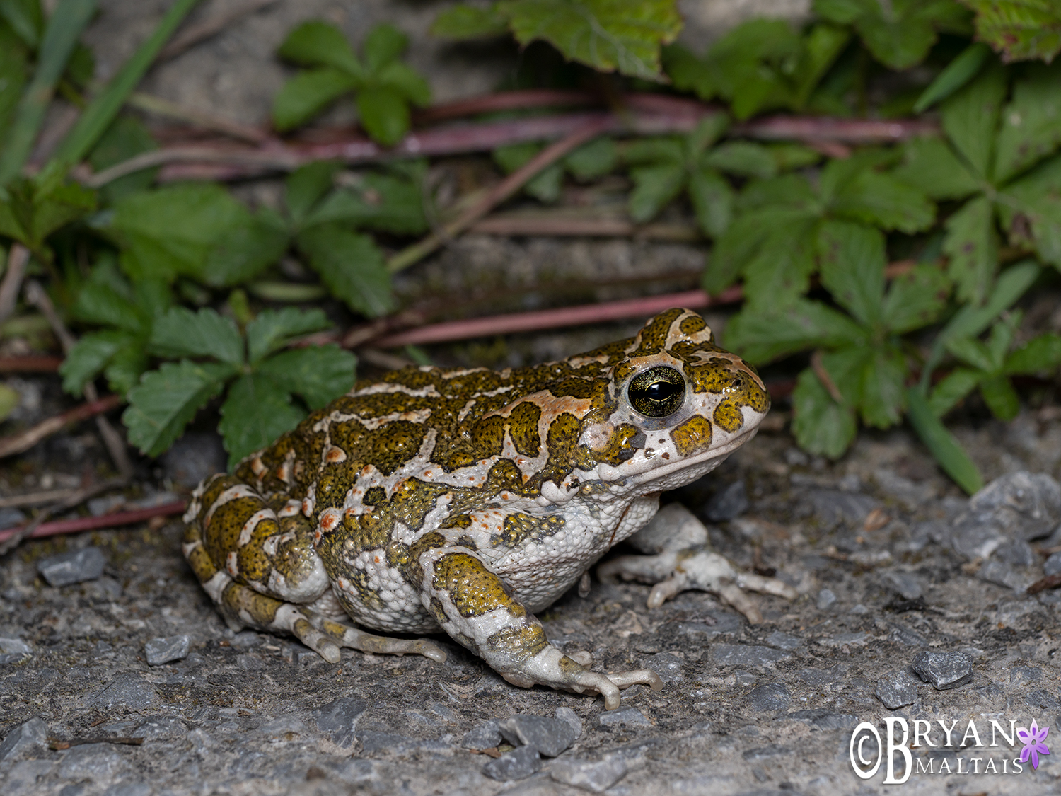 green-toad-wechselkrote-ludwigsburg