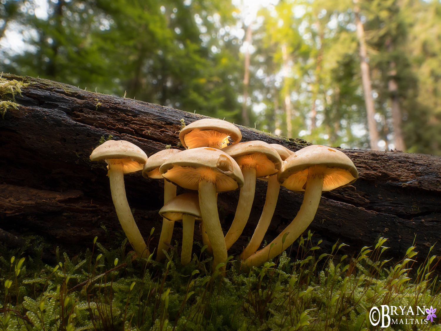 mushrooms-bebenhausen-schonbuch
