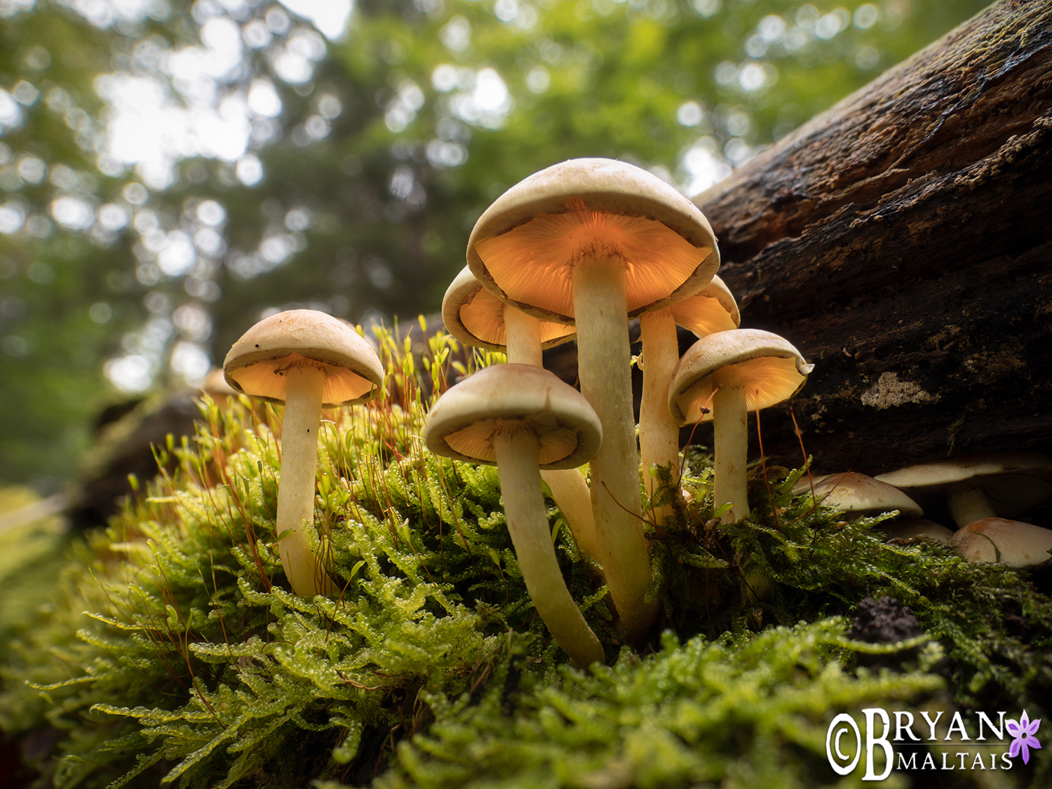 mushrooms-bebenhausen-Schönbuch