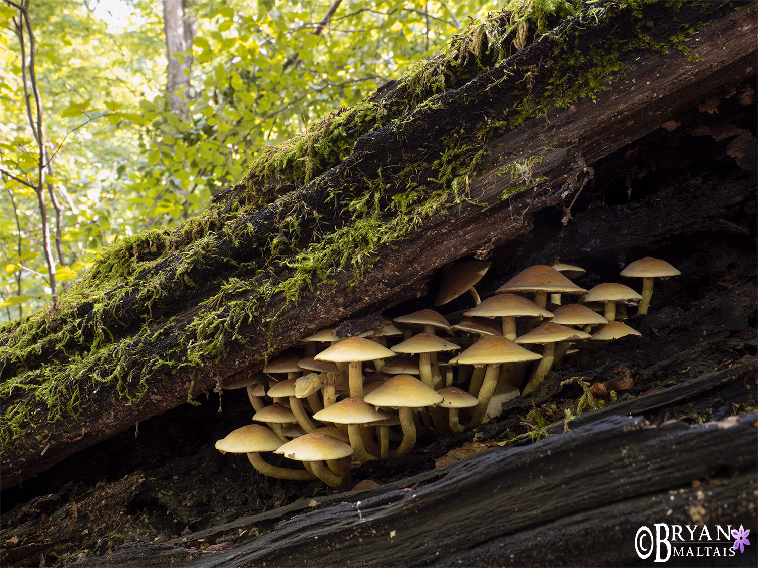 mushrooms in a log ruit wald