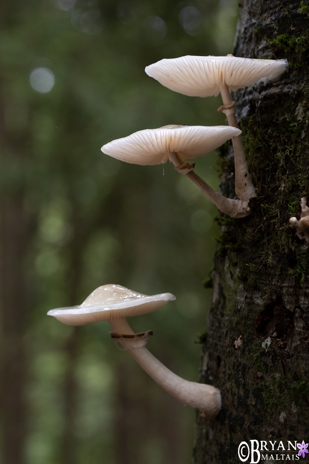 mushrooms on tree beuren wald alb