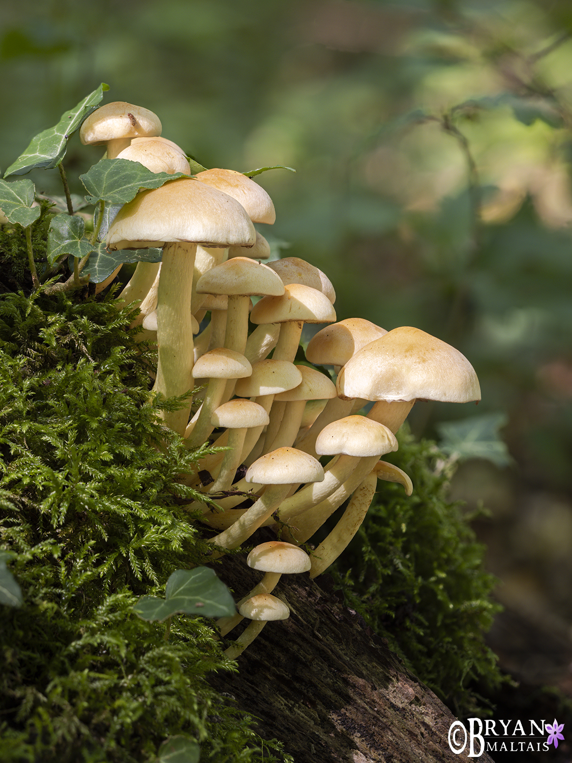 Mushroom Family Vertical