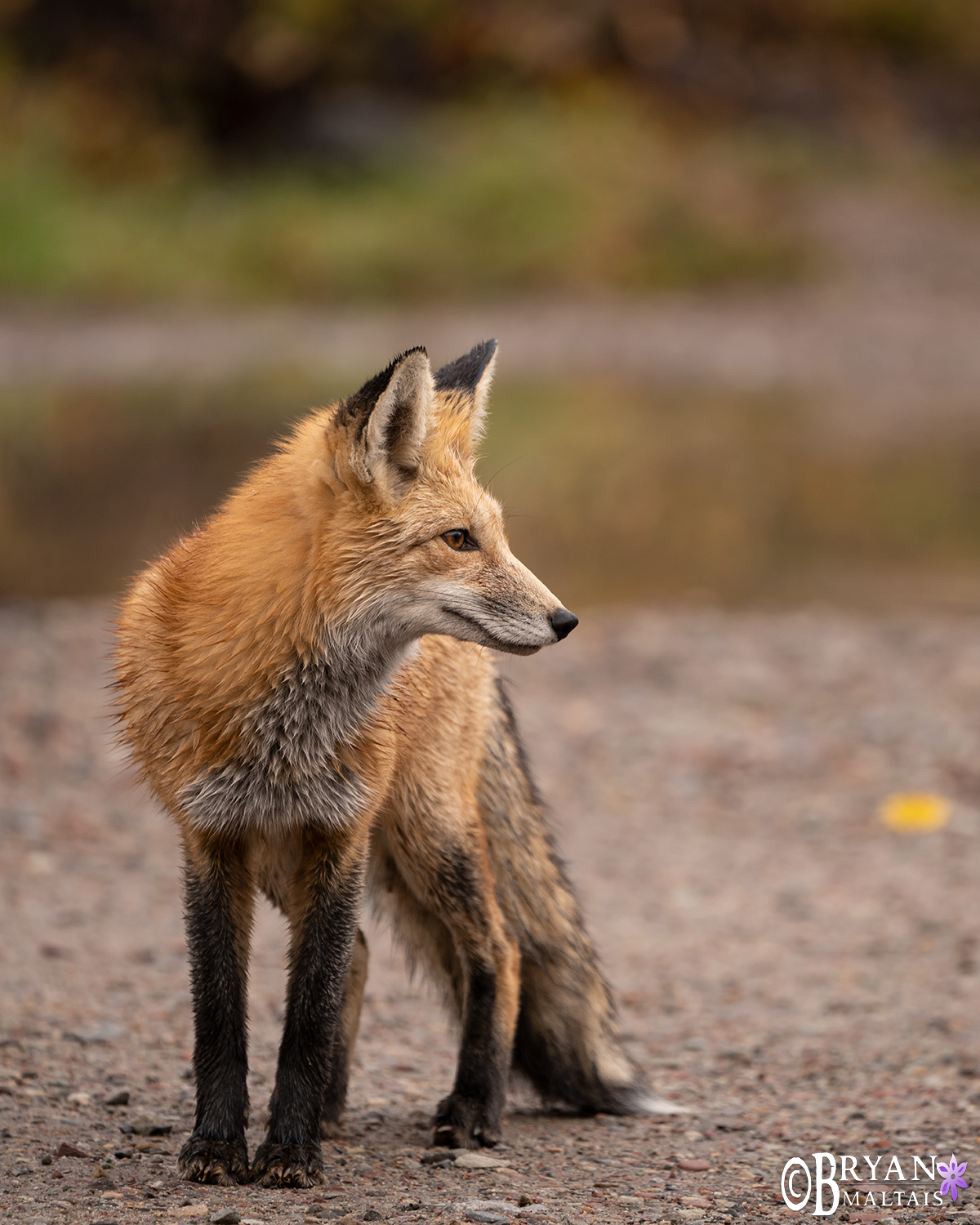 red fox marble colorado