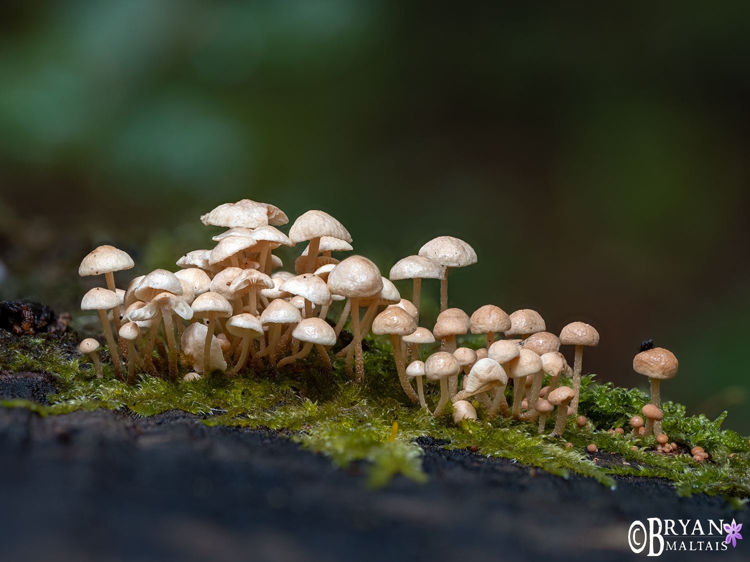 tiny tiny mushrooms bebenhausen schonbuch