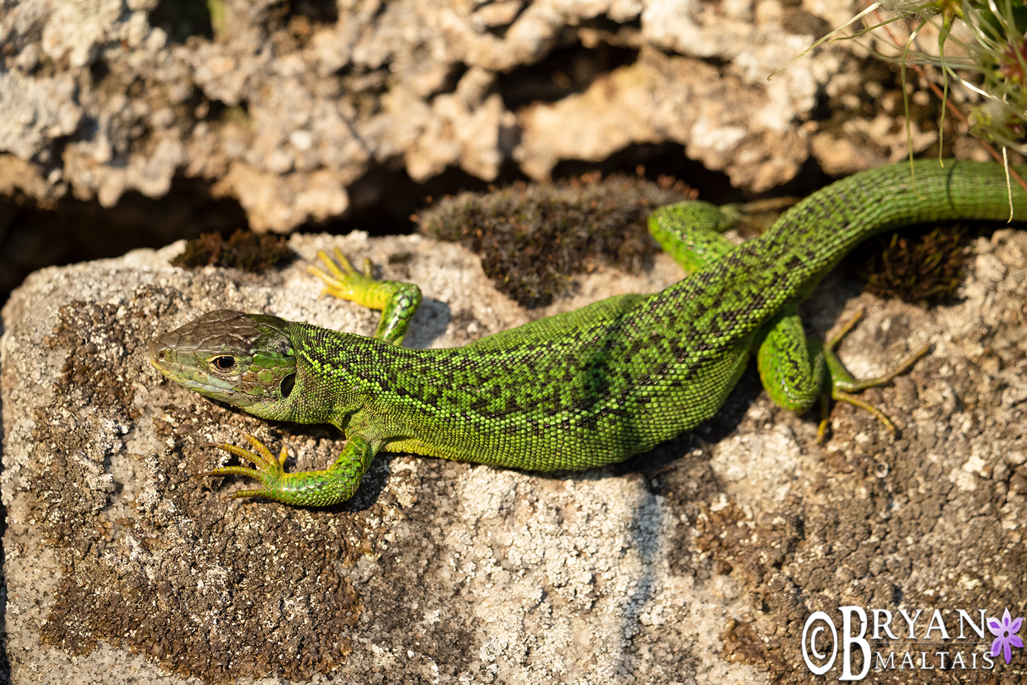 western-green-lizard-wurmlingen