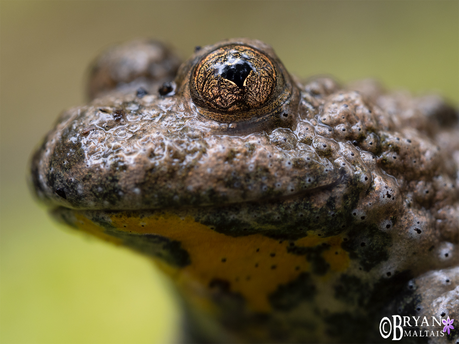 yellow belly toad headshot schoenbuch