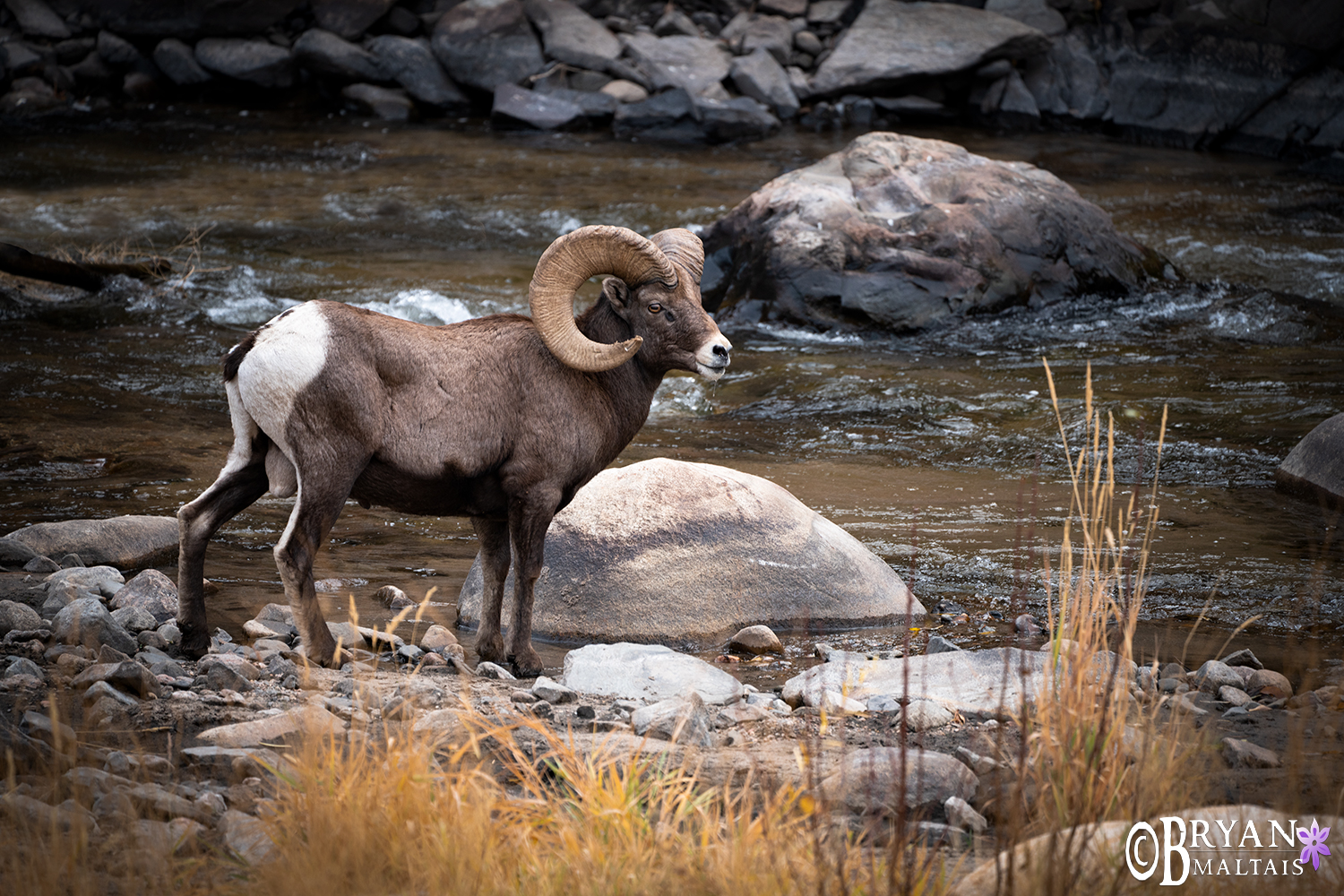Bighorn Sheep Ram along ricer big thompson canyon colorado wildlife photos