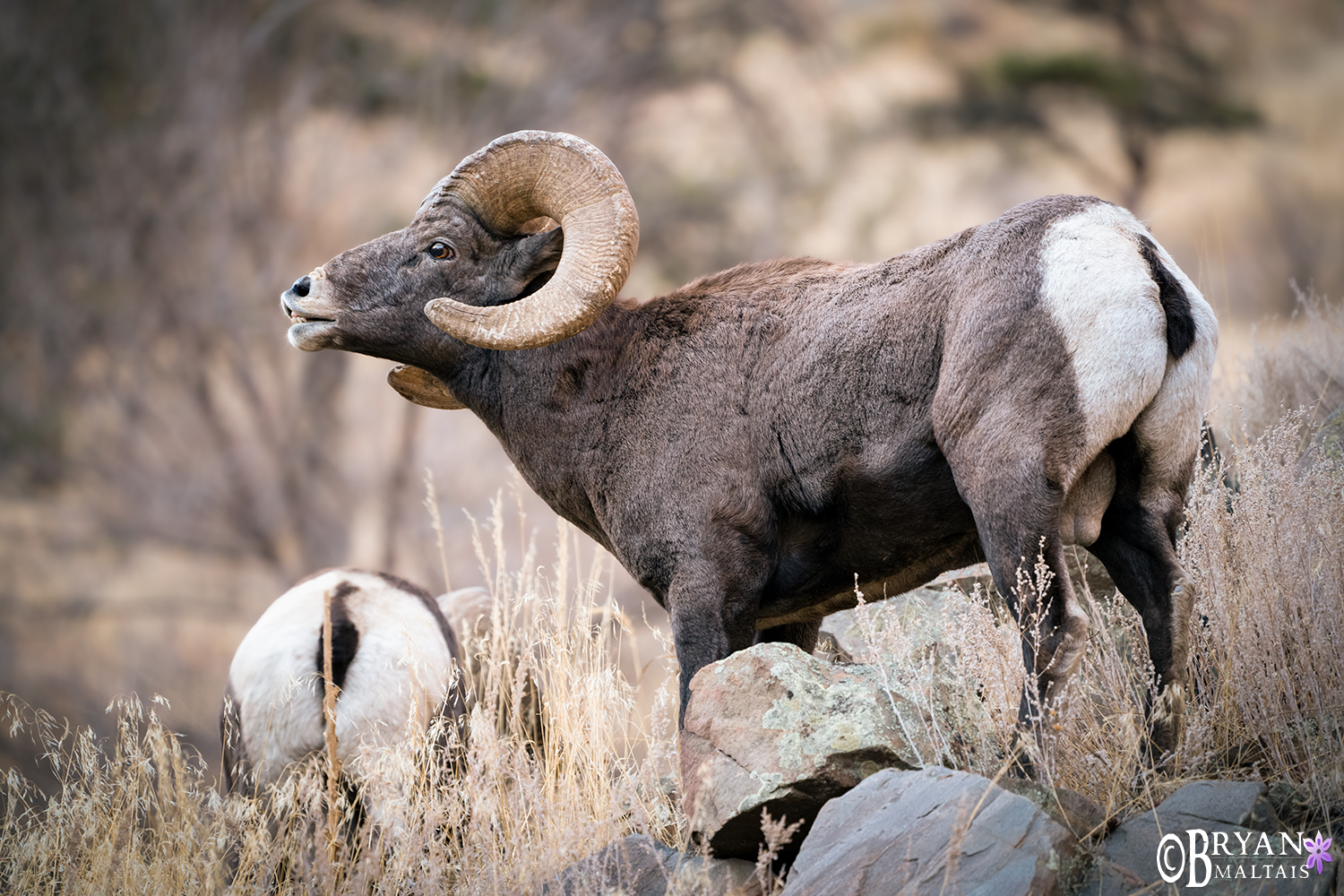 Bighorn Sheep Ram standing rocky mountain wildlife photography