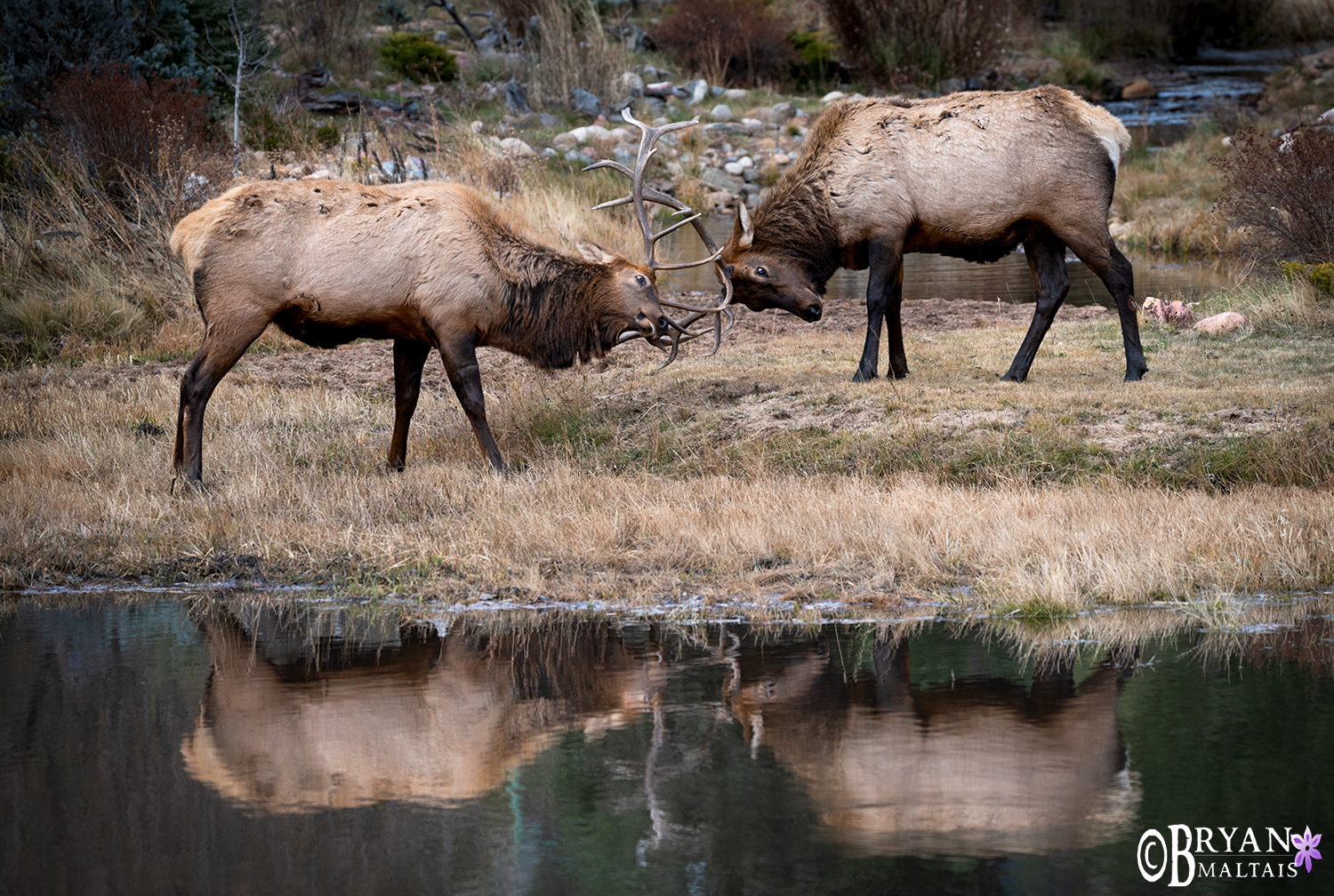 Bull elk sparring estes park colorado wildlife photography
