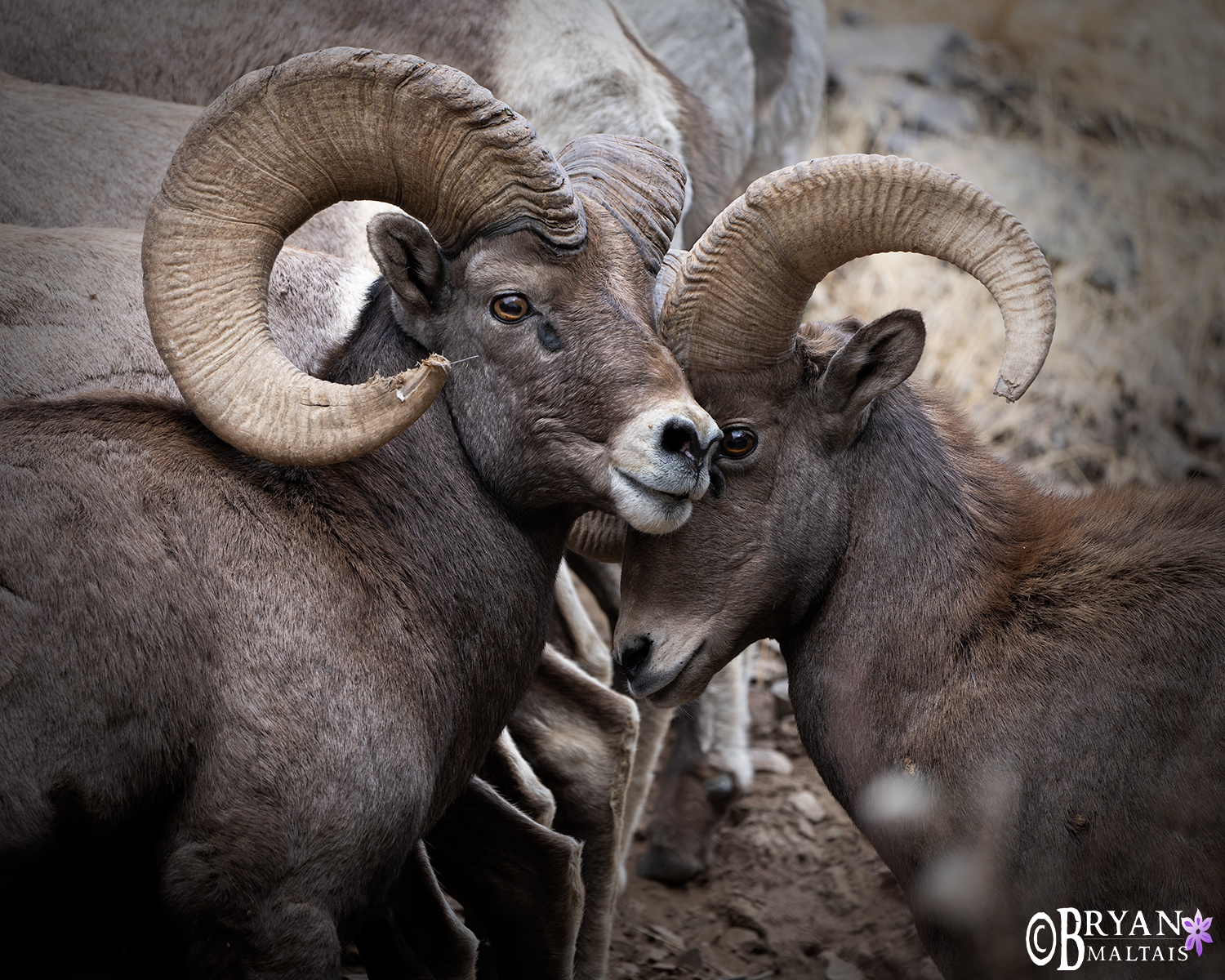 bighorn sheep ram bros colorado wildlife photography