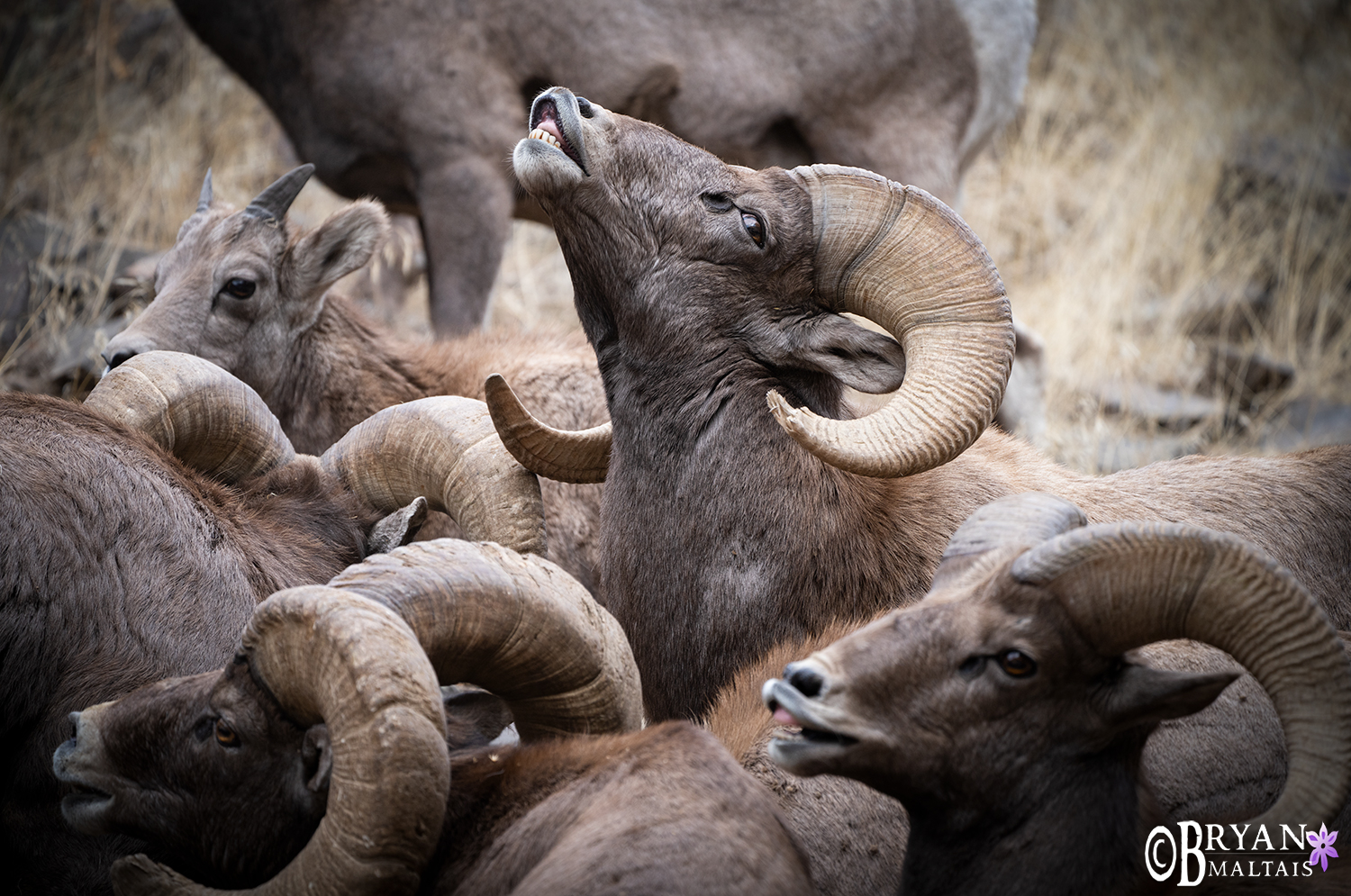 bighorn sheep ram group colorado wildlife photos