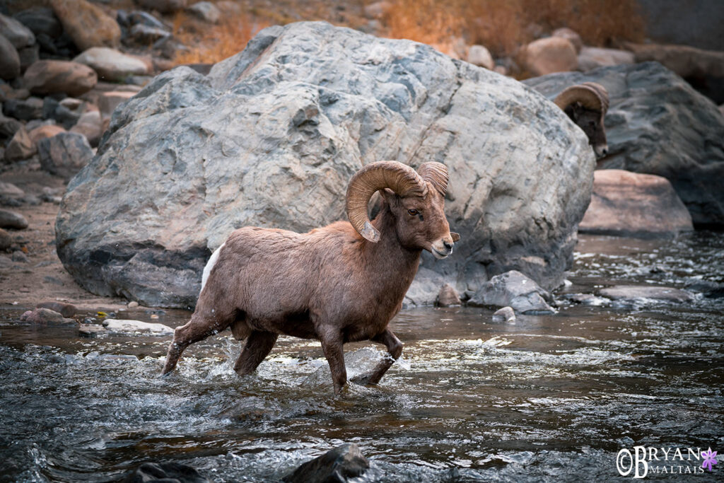 Bighorn Sheep Ram crossing river colorado wildlife photos