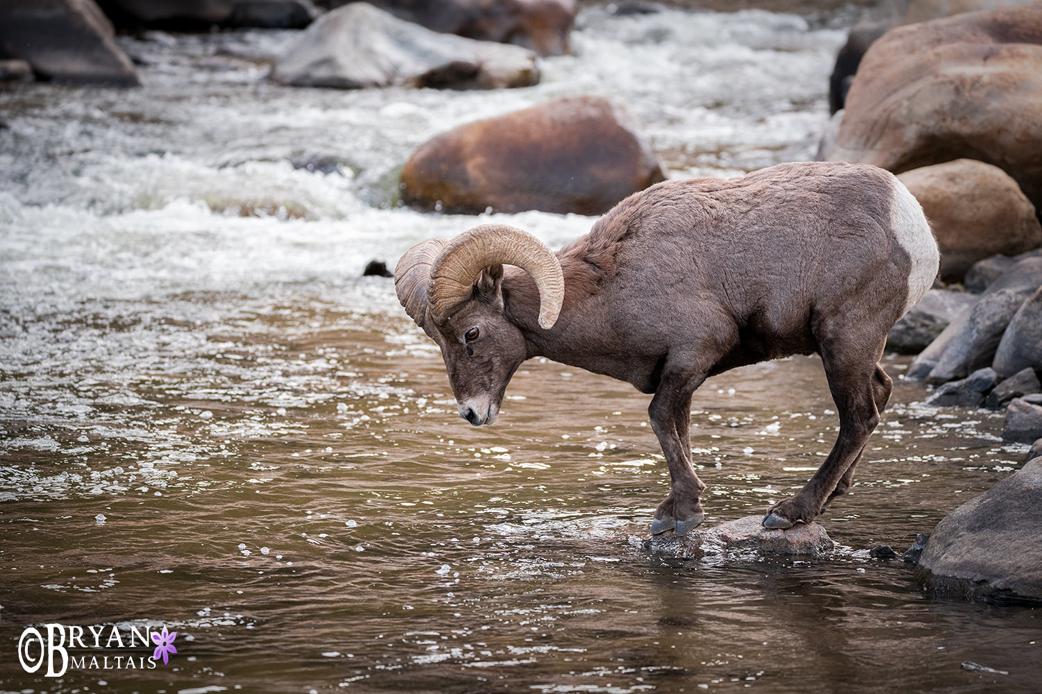 bighorn sheep ram rock on river rocky mountain wildlife photos