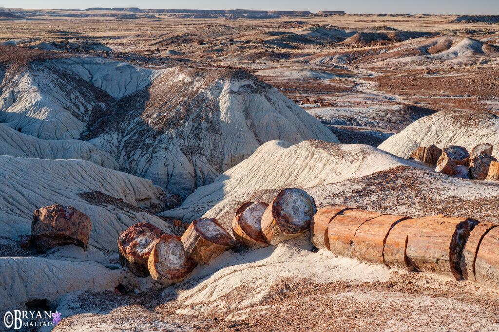 petrified forest national park giant log