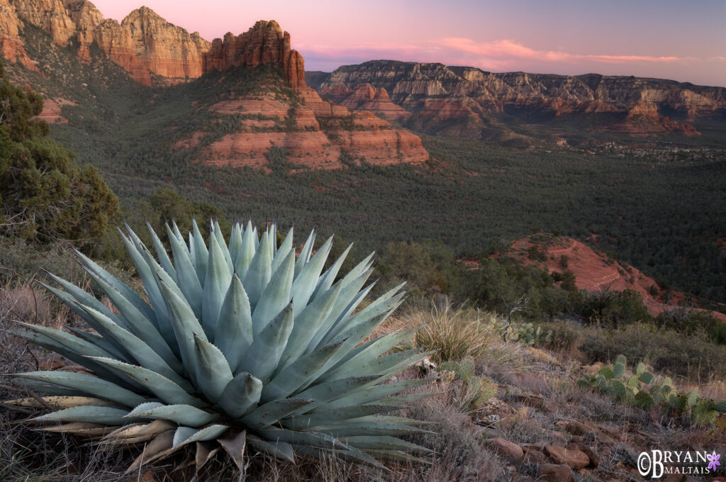 sedona agave afterglow