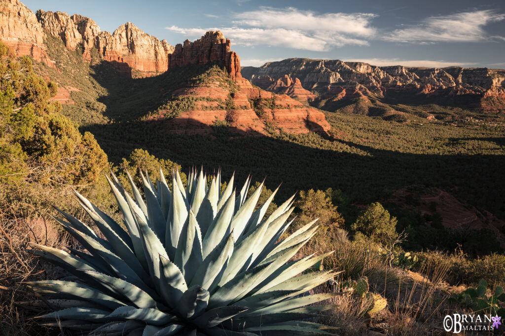 sedona agave landscape photo print