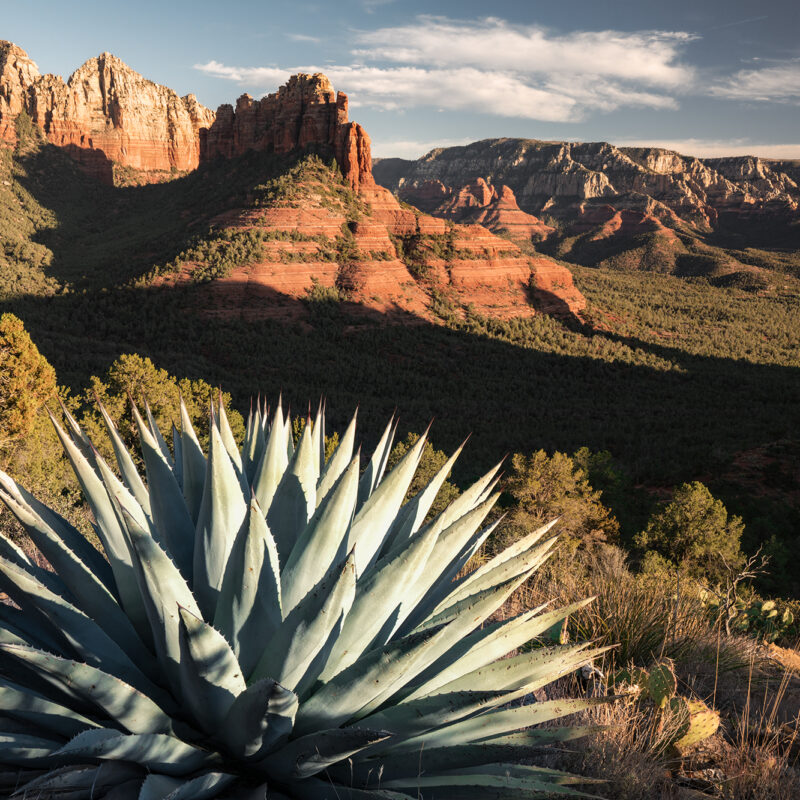 sedona agave landscape photo print