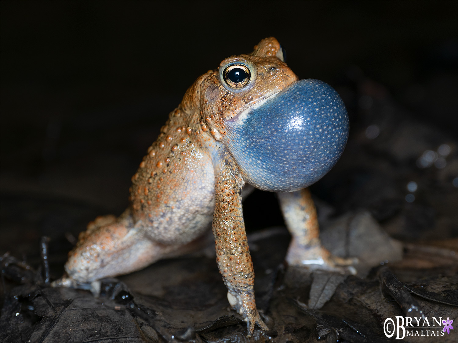 American Toad At Night Calling Wildernessshots Photography American Toad At Night Calling Wildernessshots Photography