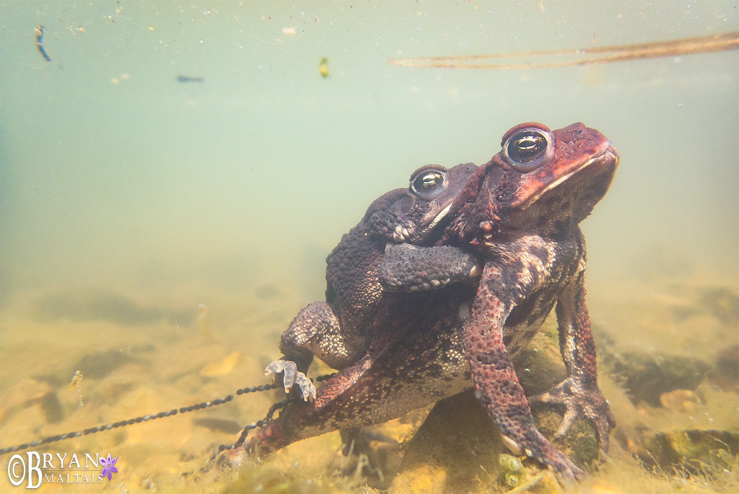 american toads amplexus w eggs underwater2