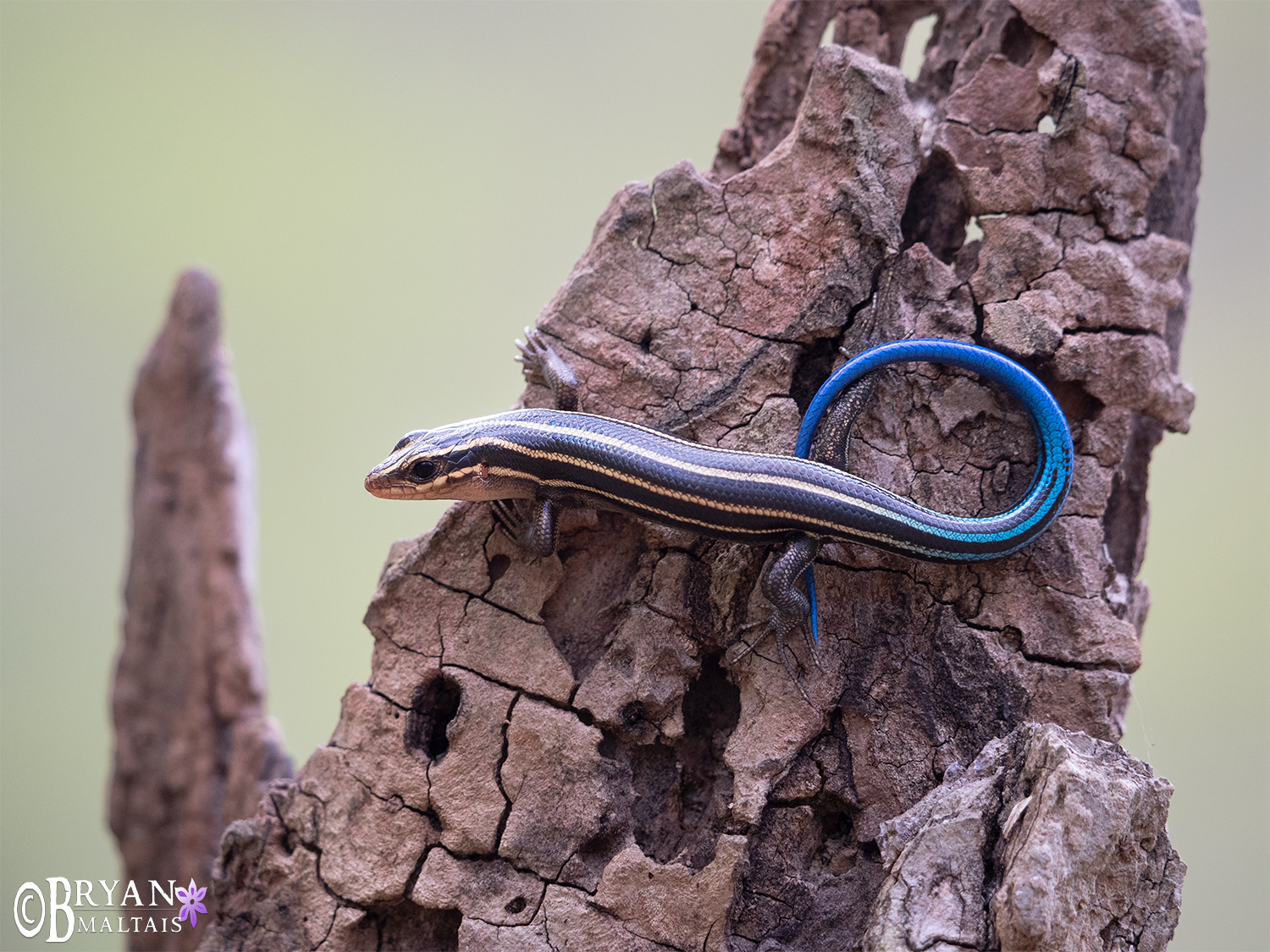 five-lined skink juvenile snake road horizontal