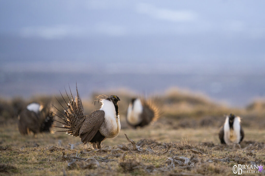 greater sagegrouse colorado lek