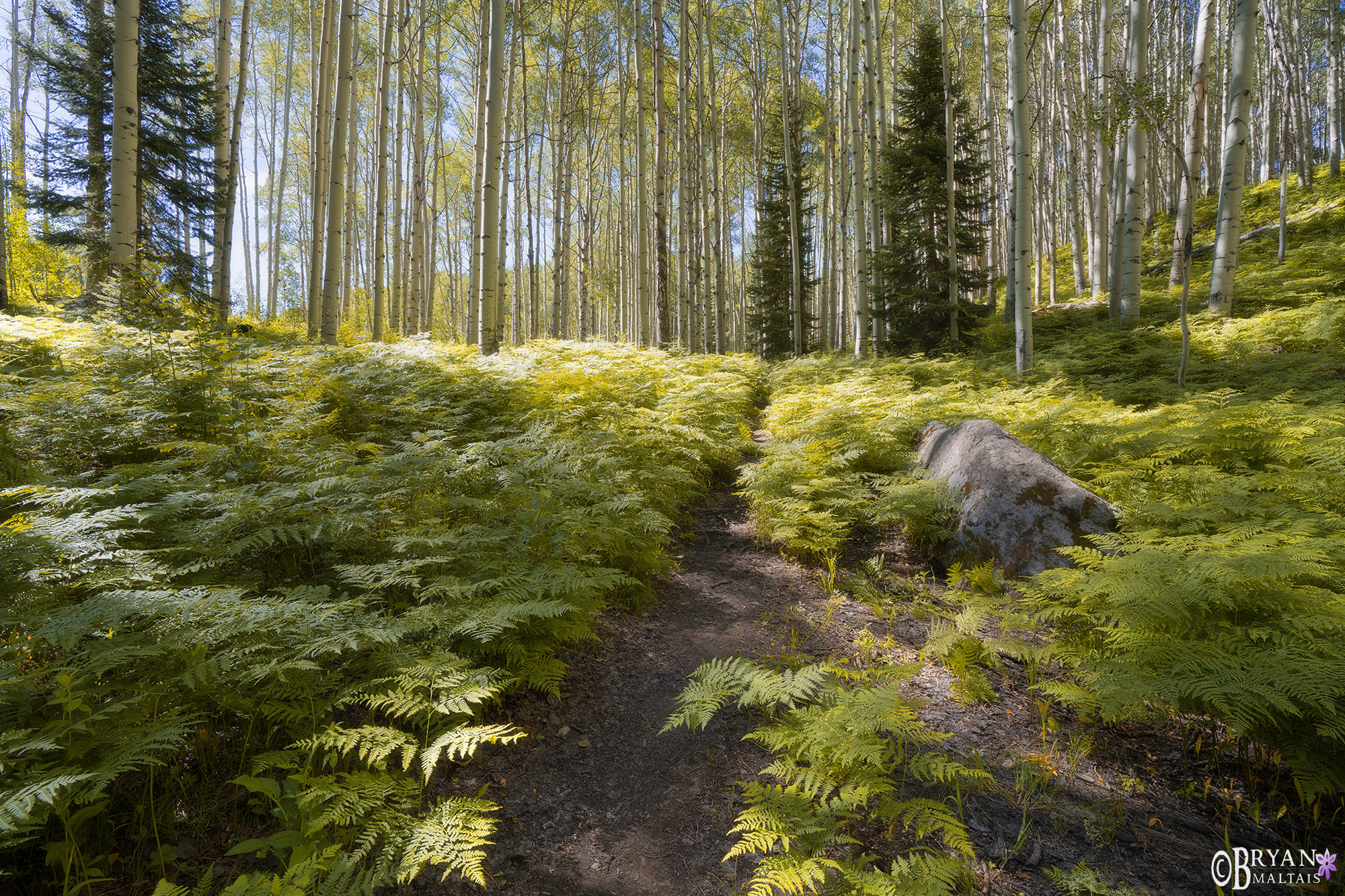 summer fern forest crested butte kebler pass rd