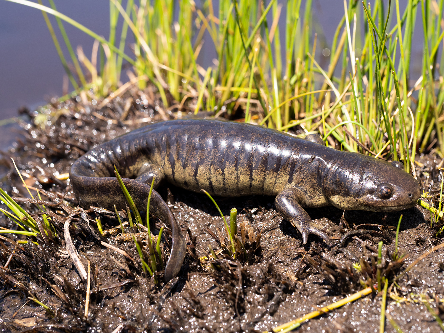 High Altitude Salamanders High Altitude Salamanders