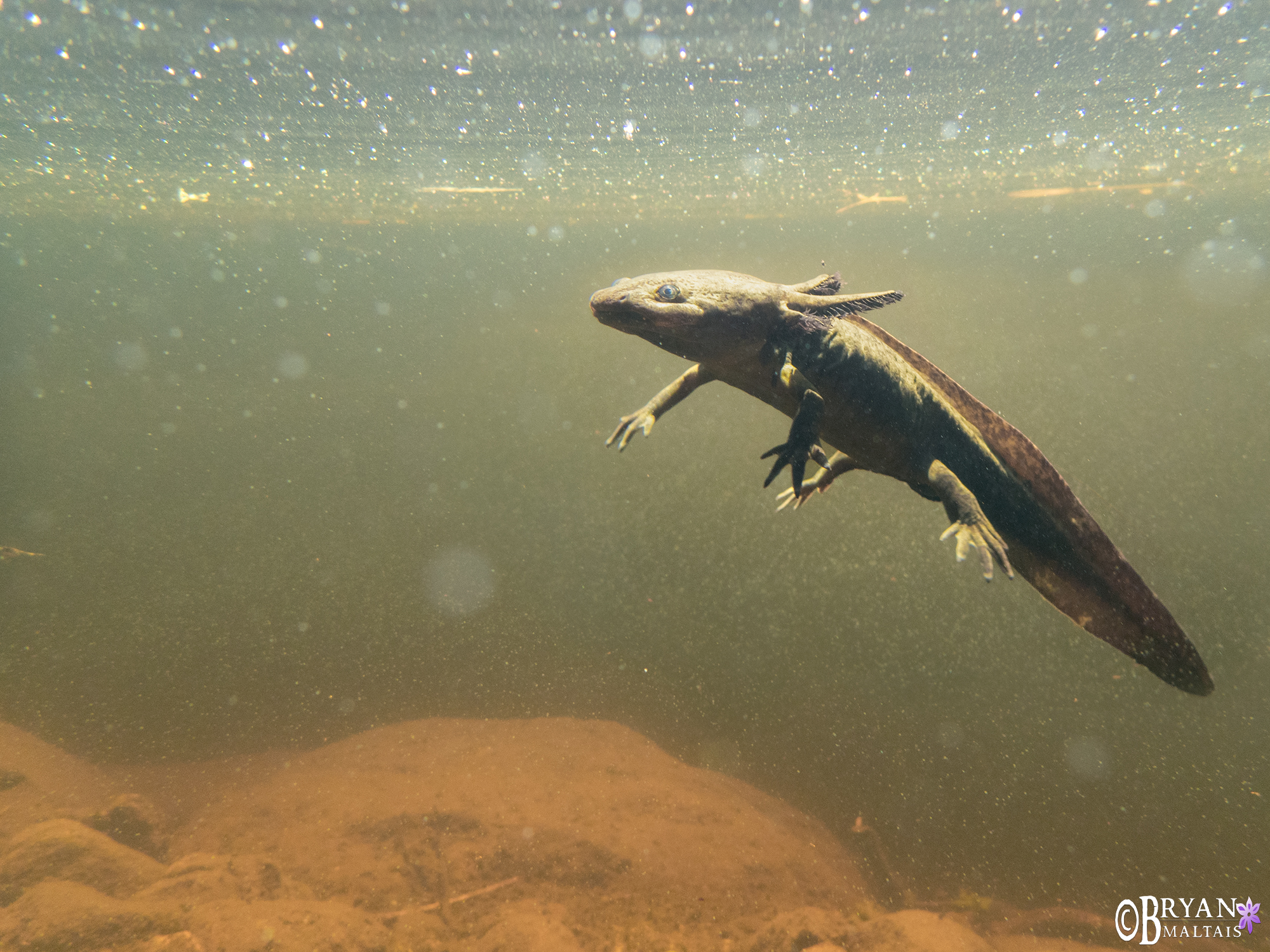 neotenic barred tiger salamander colorado