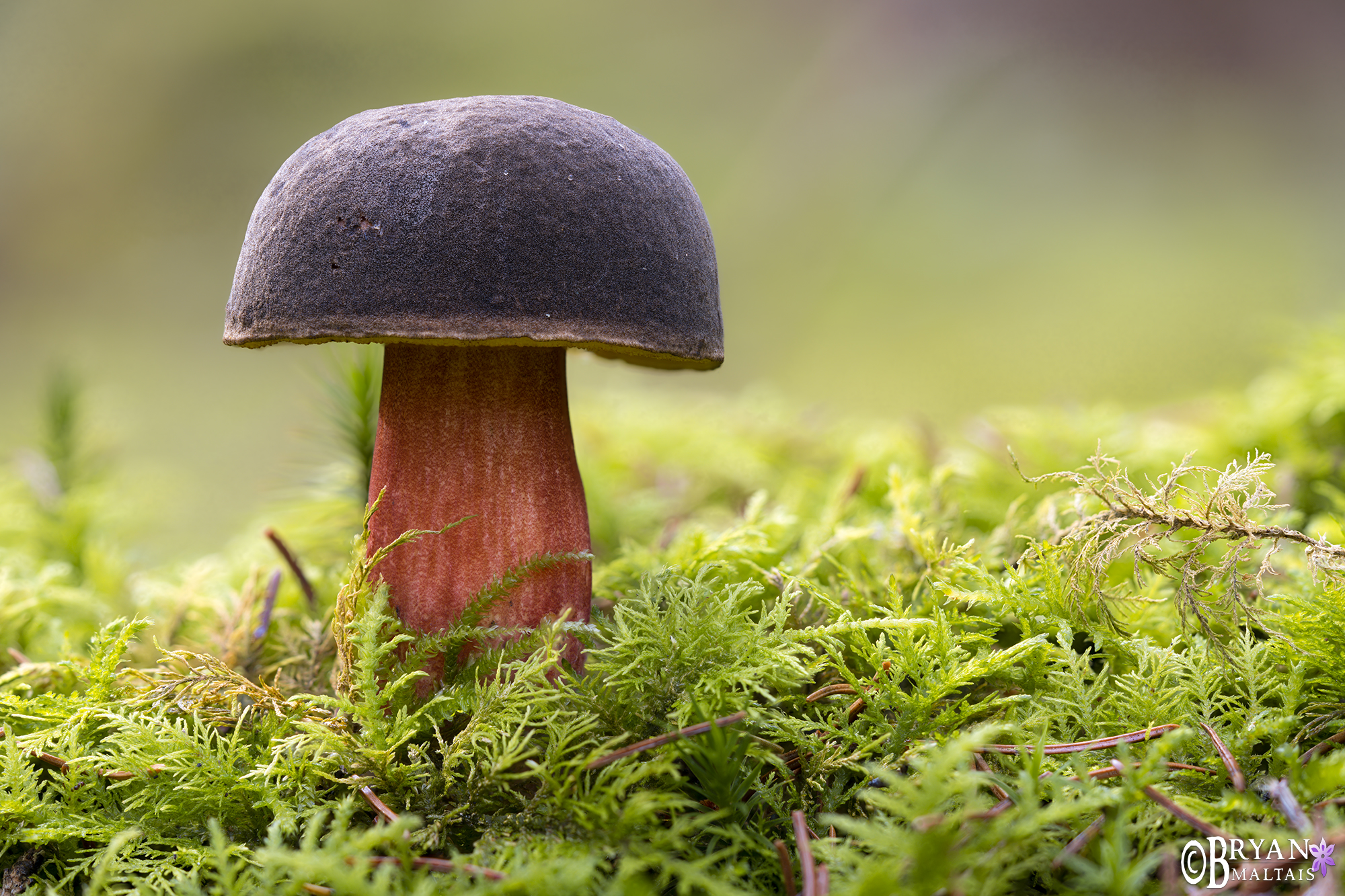 Boletus mushroom rohrling denkendorf germany