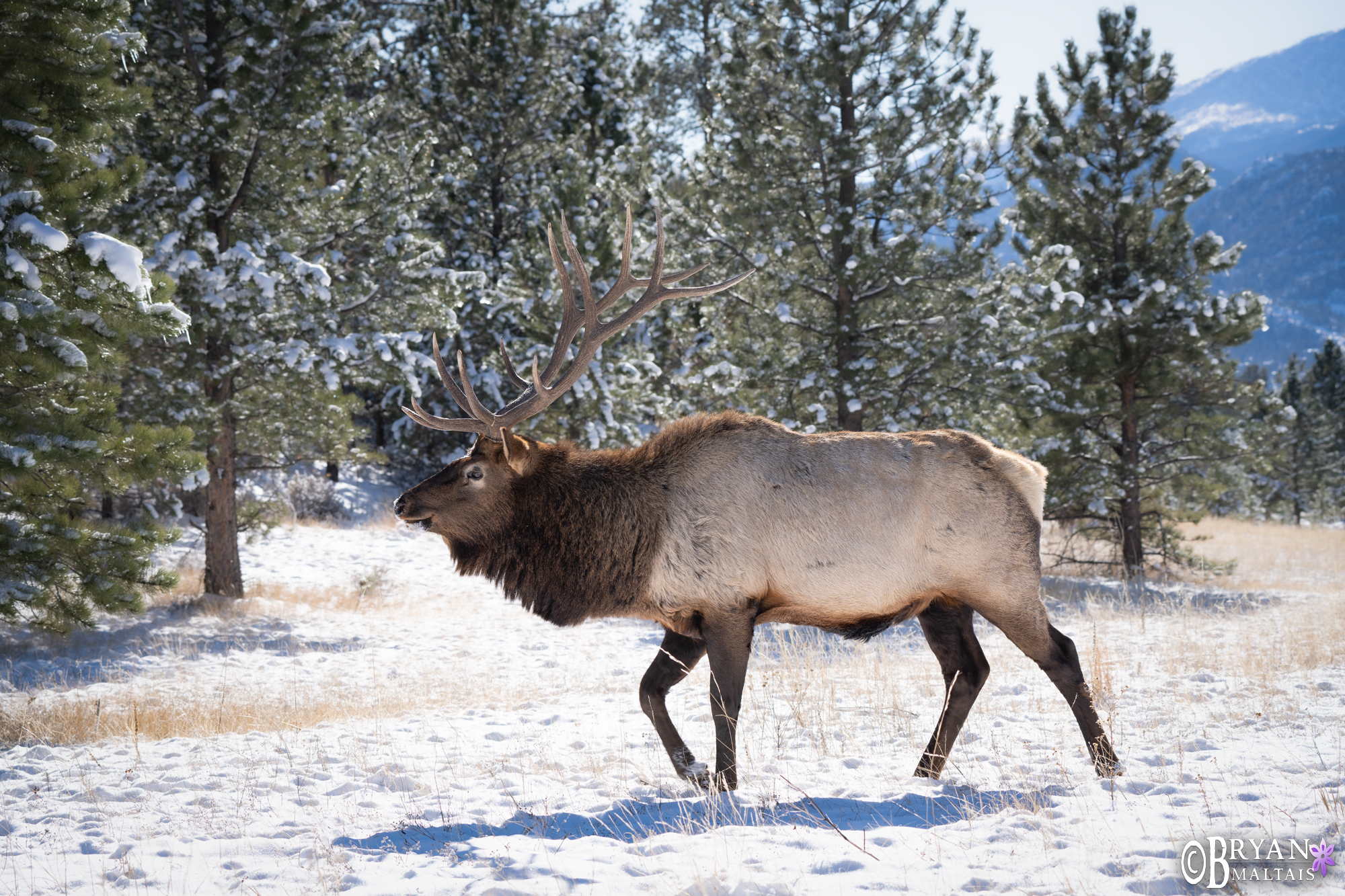 Bull elk in snow estes park colorado wildlife photos