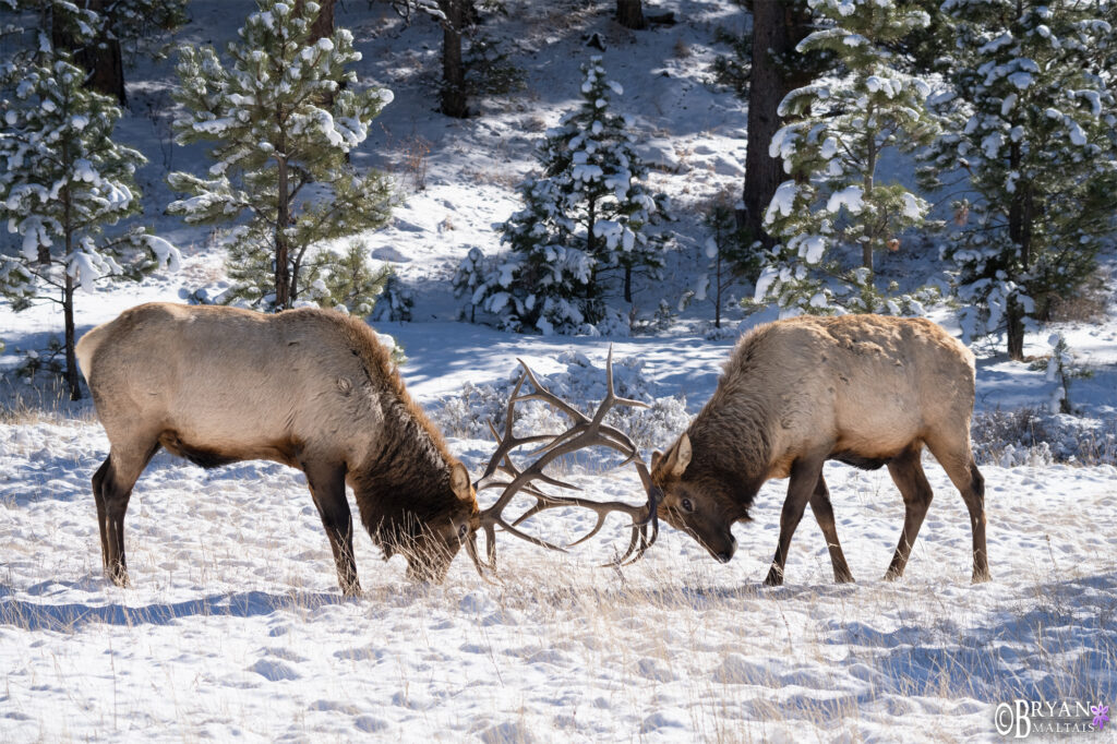Bull elk sparring estes park colorado wildlife photos