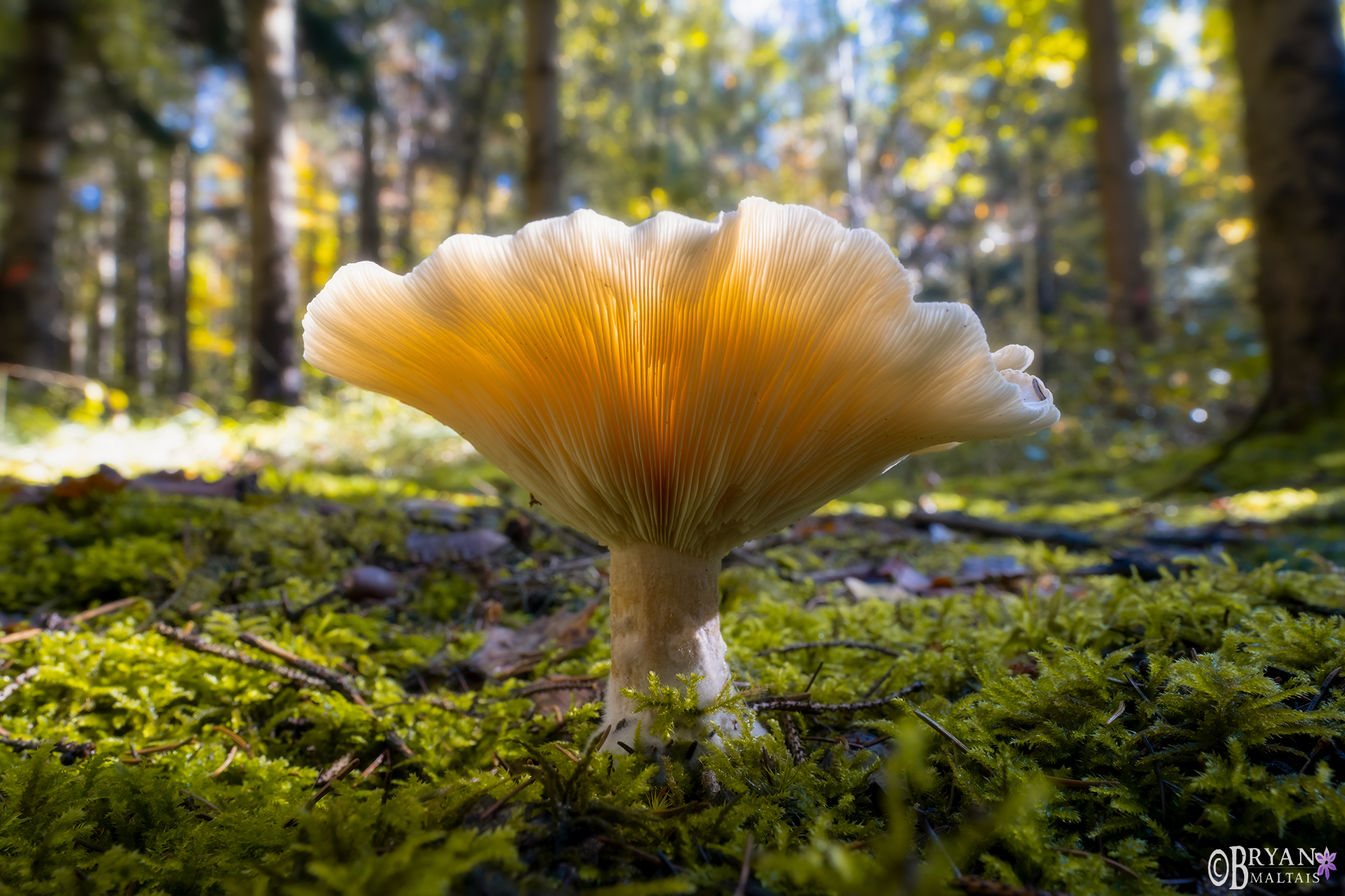 Chantarelle mushroom pfifferlingEchetrdigen