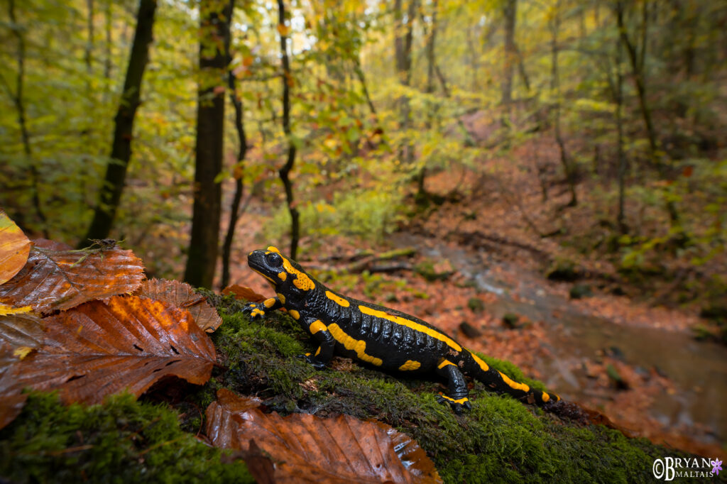 Feuersalamander im Zauberwald Wildernessshots Photography