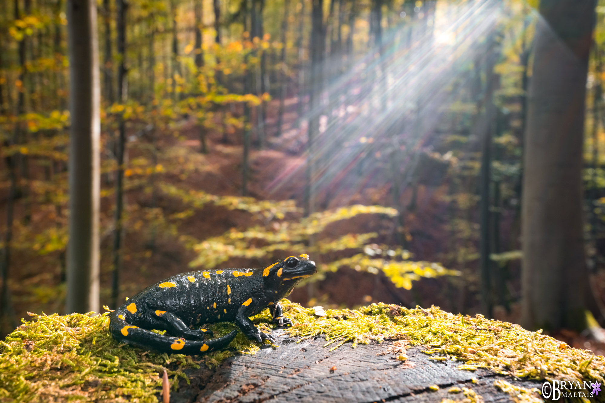 Feuersalamander im sonnenwald