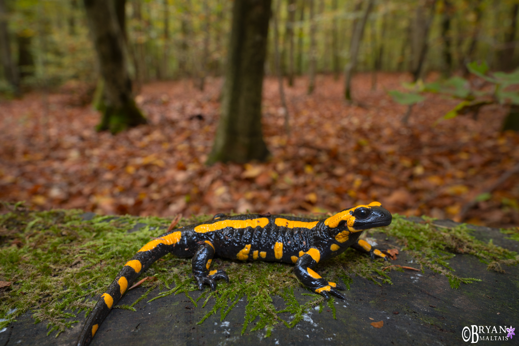 Feuersalamander im wald