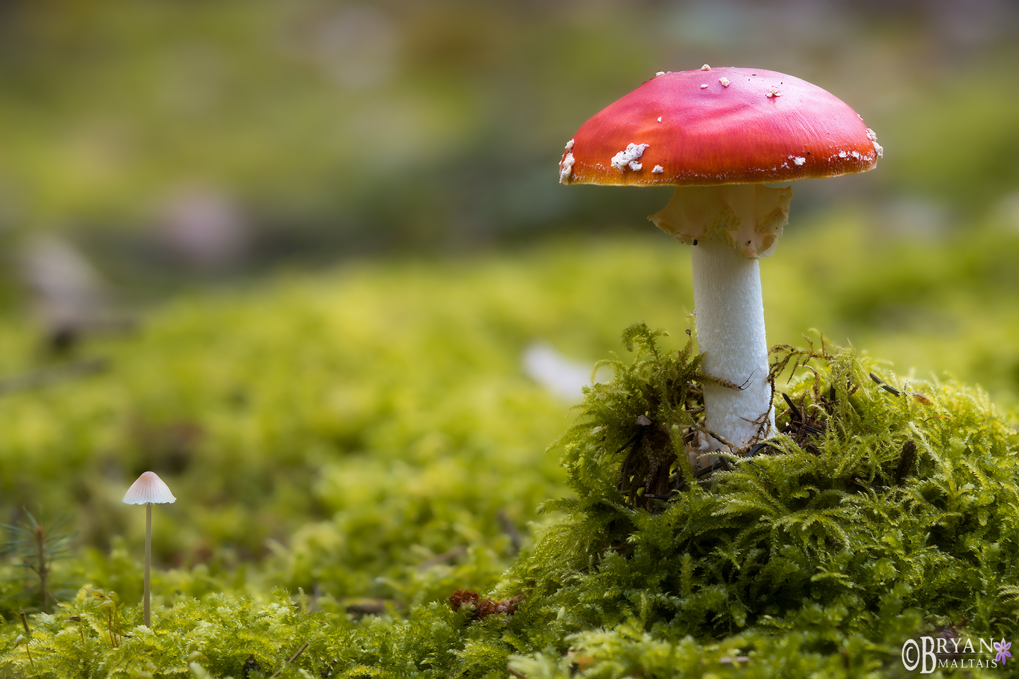 Fliegen Pilz Denkendorf Germany Fly Agaric