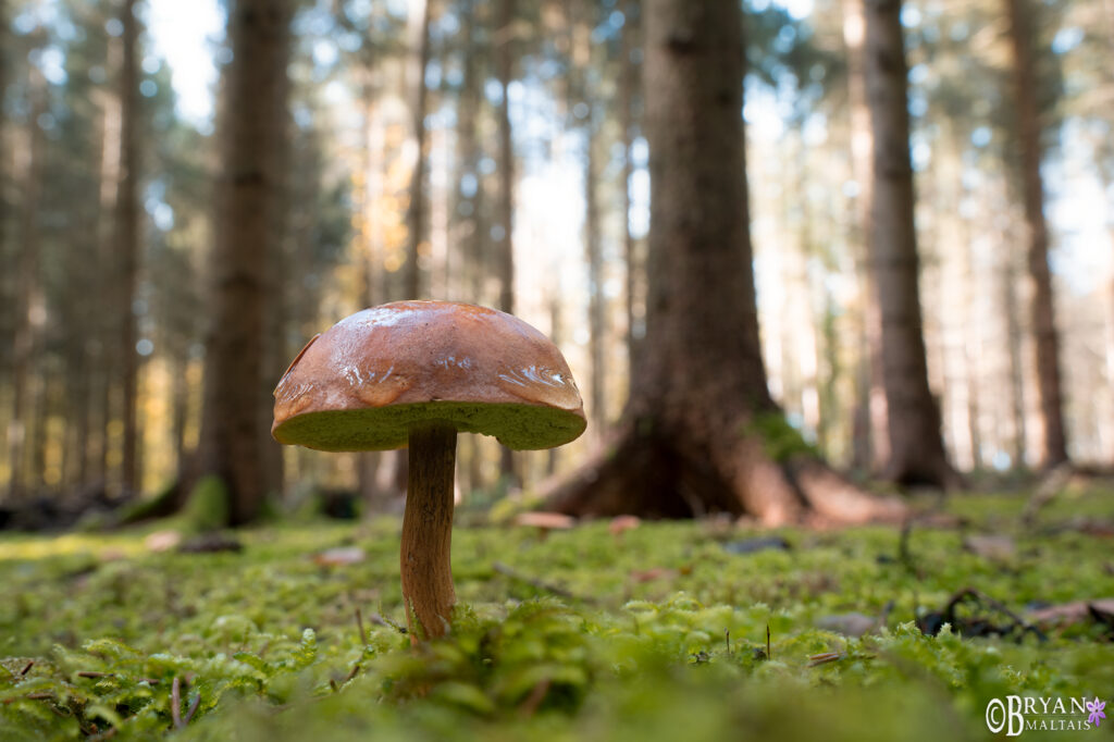 Mushroom Denkendorf Fichtenwald
