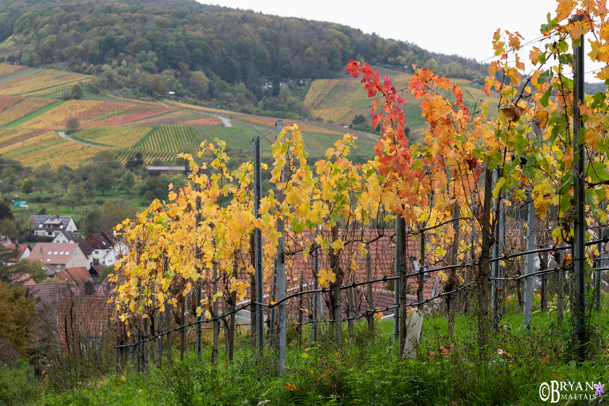 Remstal trauben herbst farben