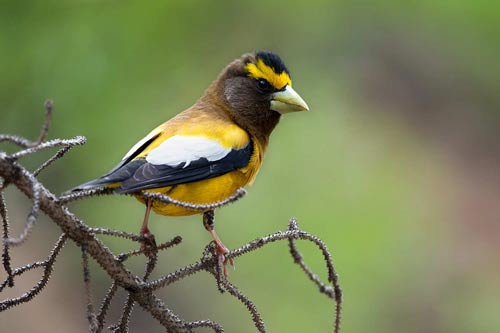 colorado bird photography