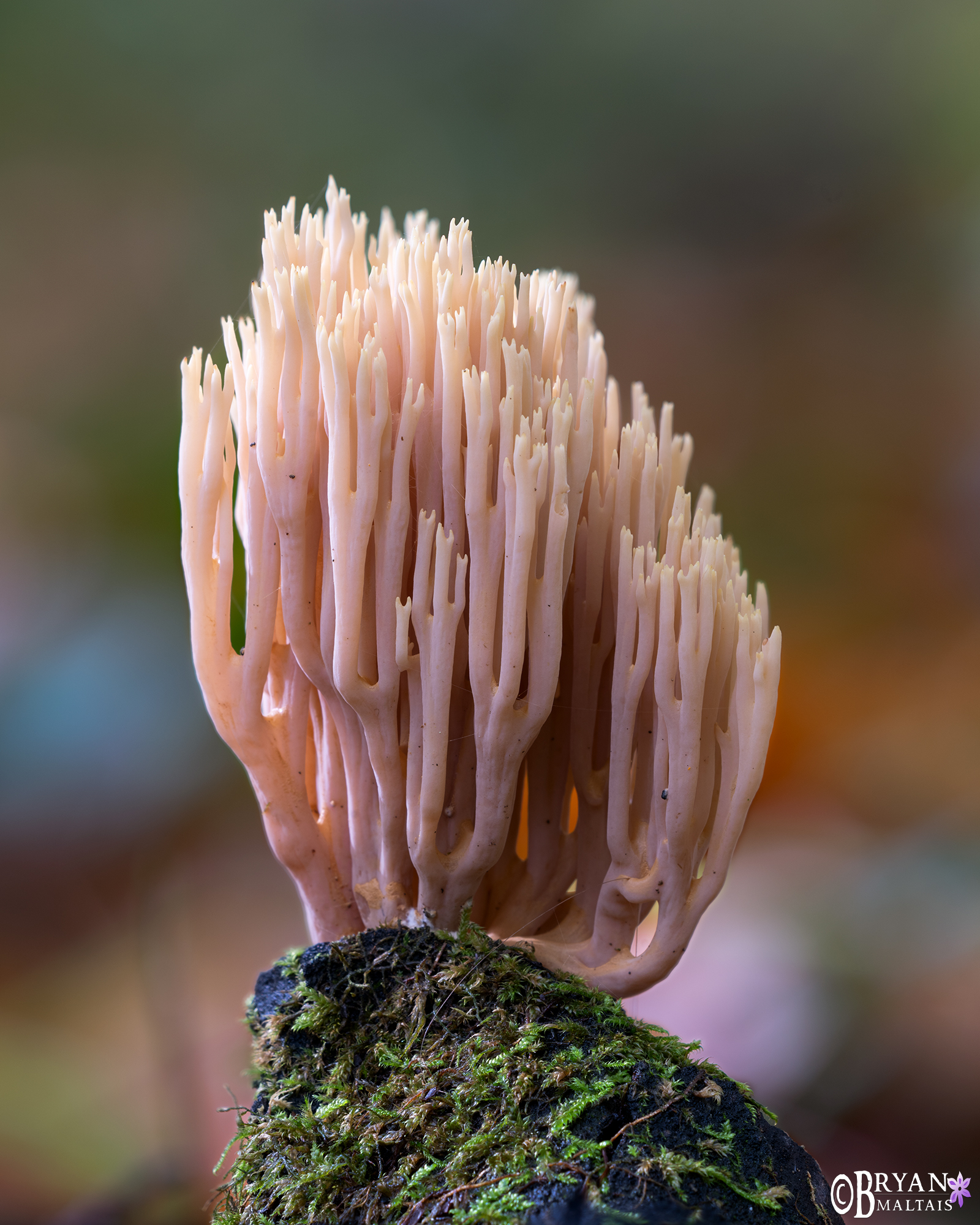 coral fungus germany