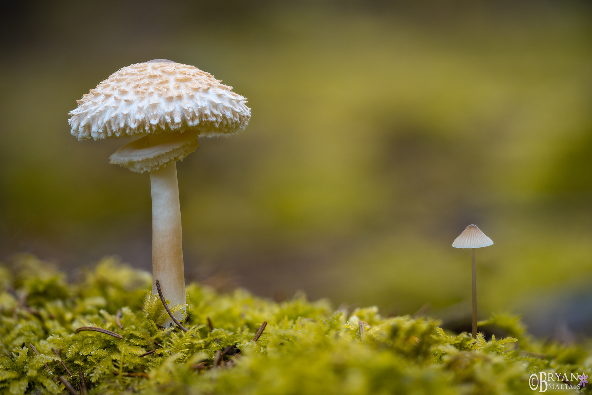 denkendorf fichtenwald schuppling mushroom