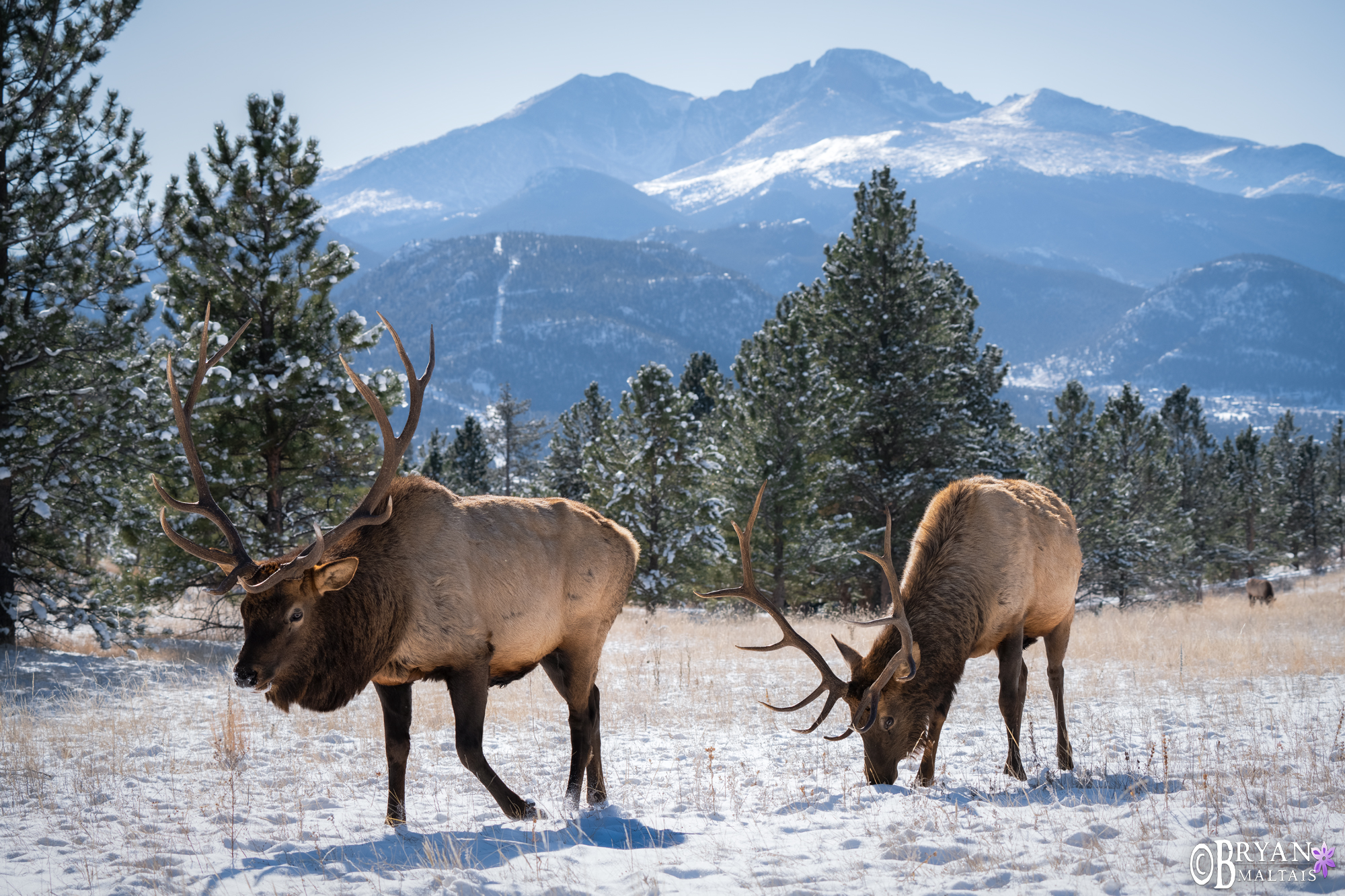 Rocky Mountain National Park Winter Elk