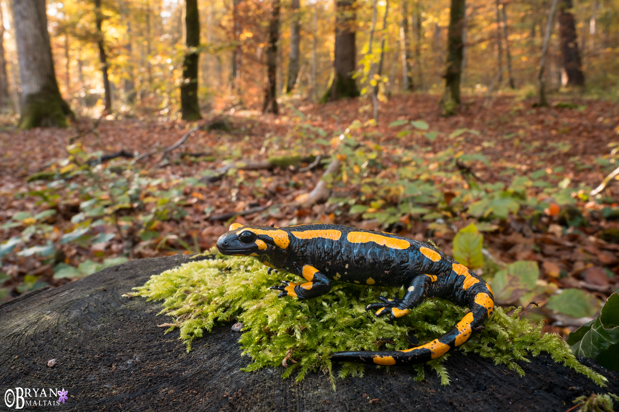 fire salamander feuersalamander