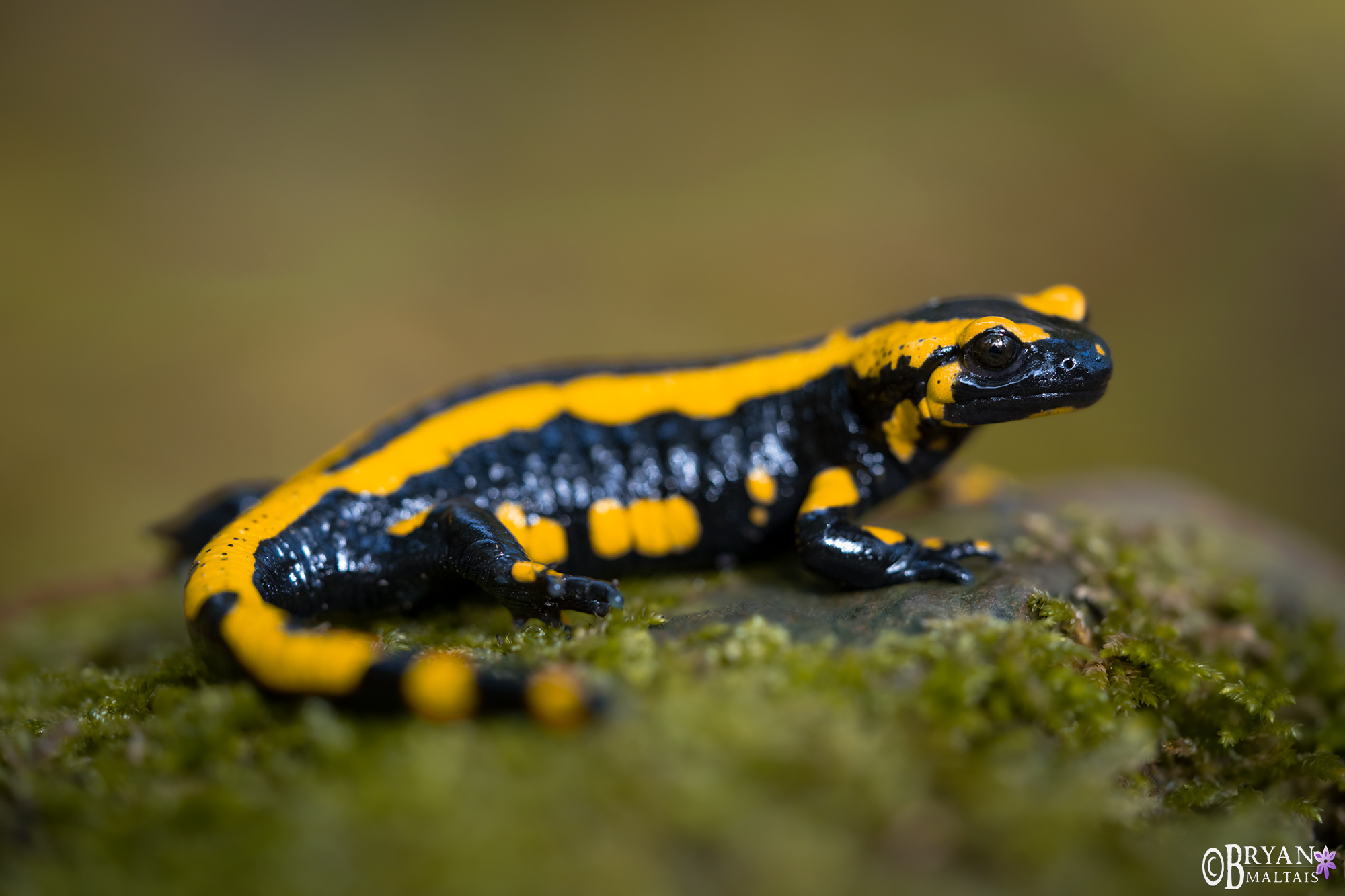 fire salamander perched