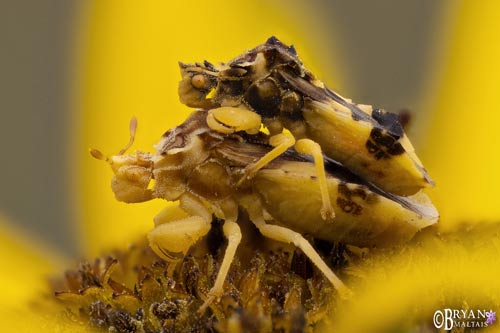 insect macro photography