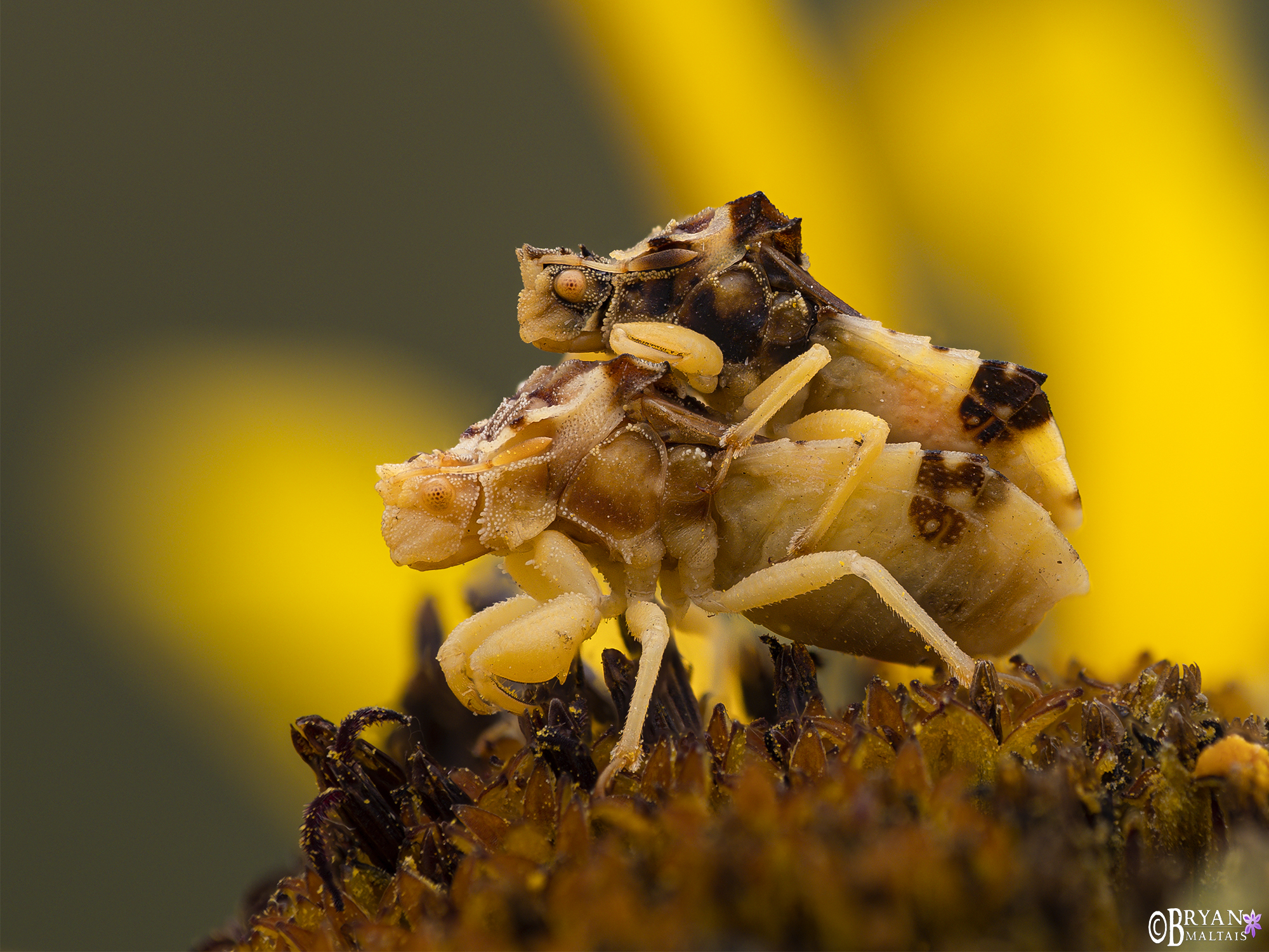 jagged ambush bugs mating