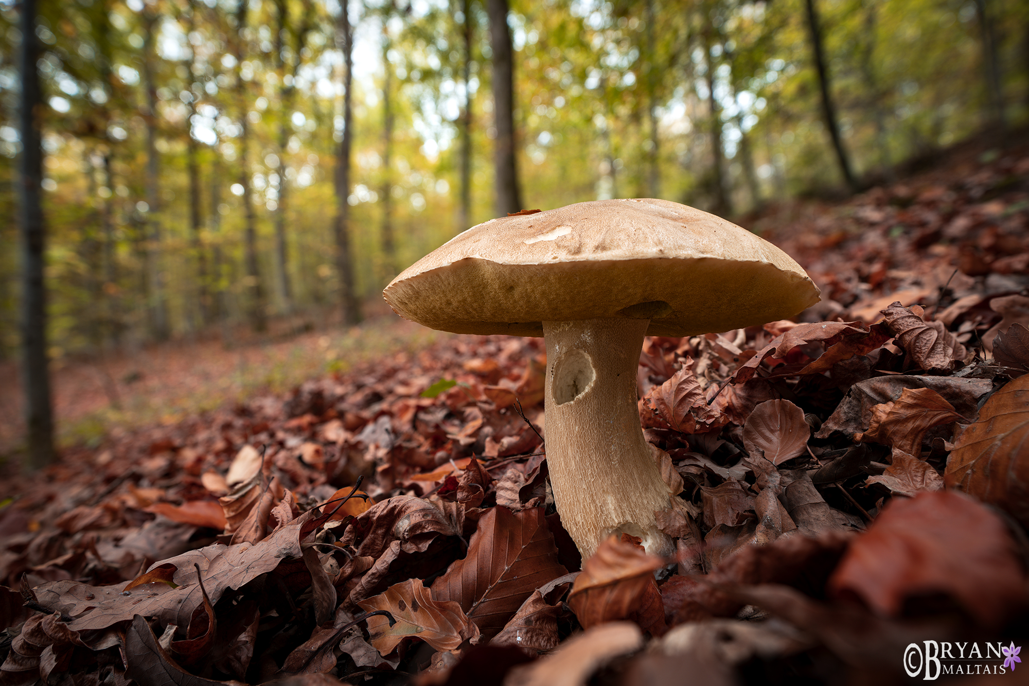 mushroom schurwald esslingen deutschland
